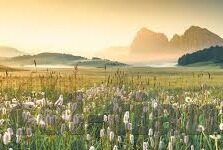 麻豆传媒合法吗-麻豆传媒的合法性及数字时代的内容规范